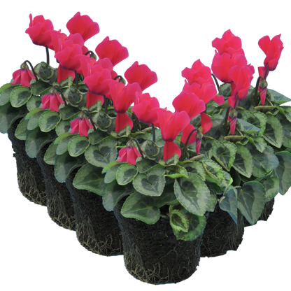 Cyclamen Silver Leaf Salmon 10.5cm