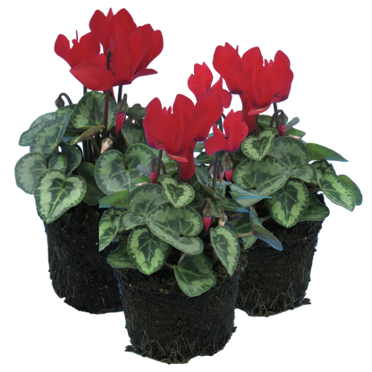 Cyclamen Silver Leaf Scarlet 10.5cm