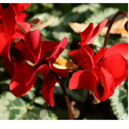 Cyclamen Silver Leaf Scarlet 10.5cm