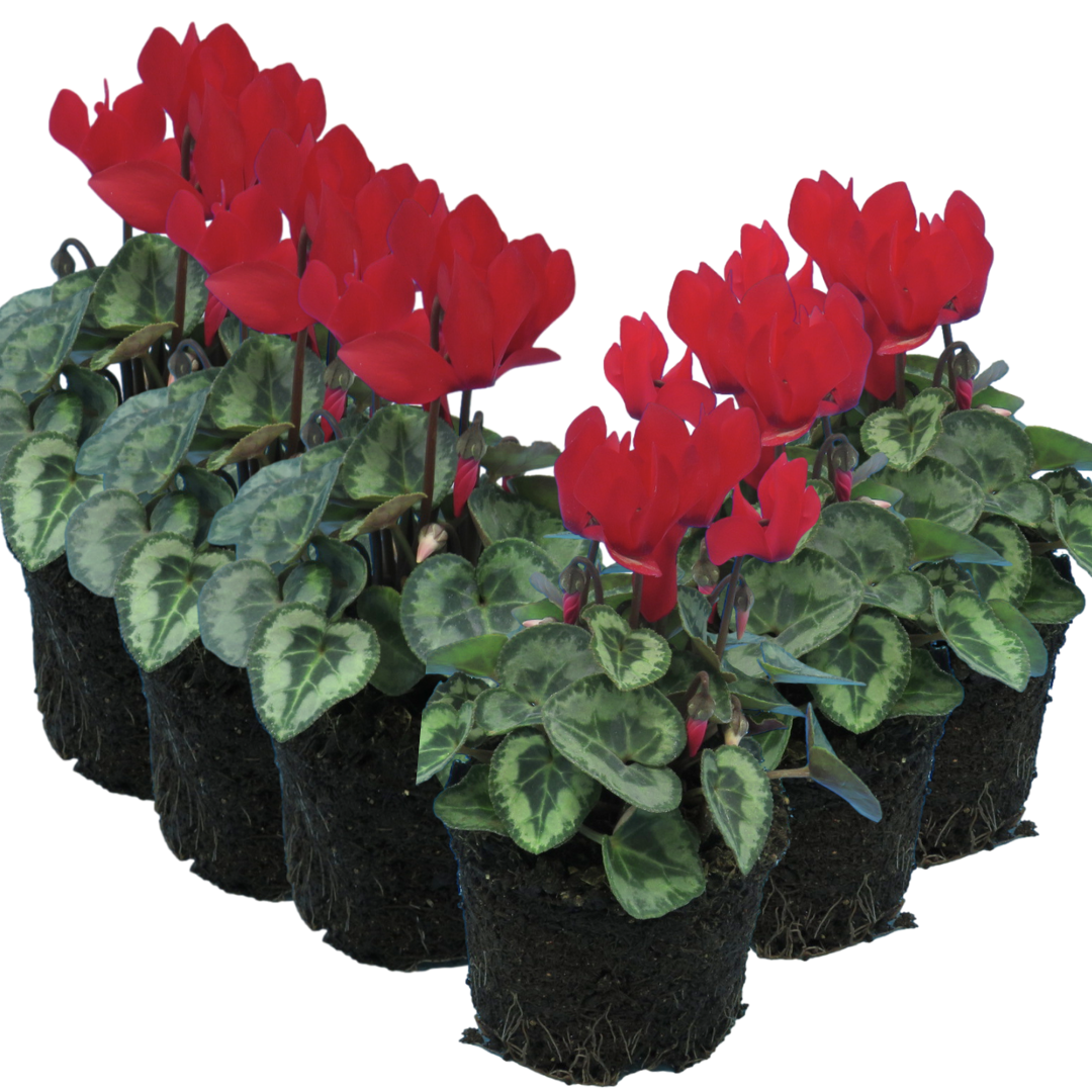 Cyclamen Silver Leaf Scarlet 10.5cm