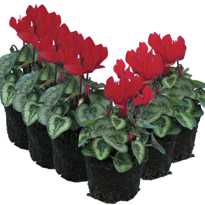 Cyclamen Silver Leaf Scarlet 10.5cm