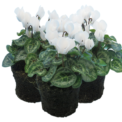 Cyclamen White 10.5cm