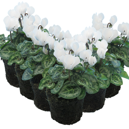 Cyclamen White 10.5cm