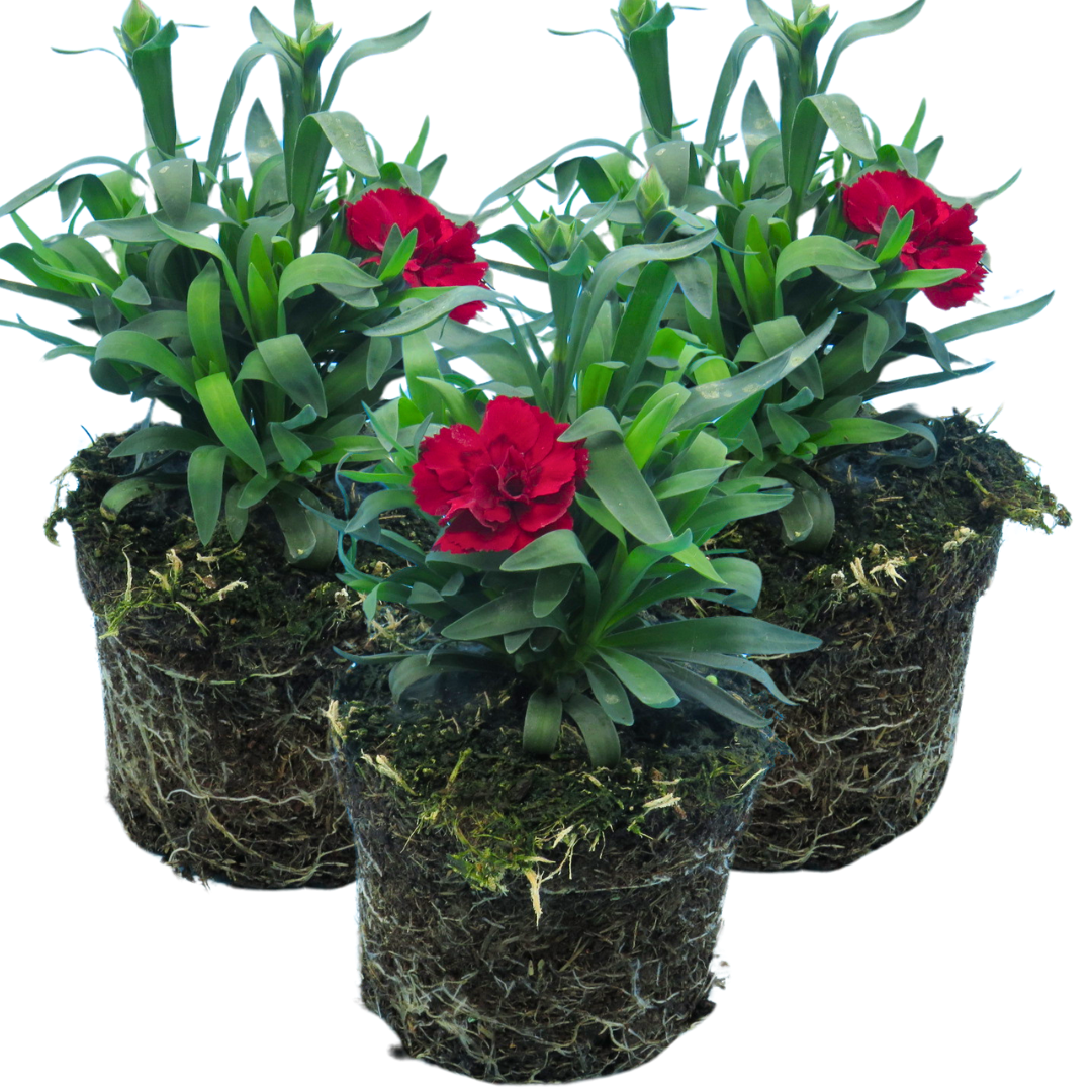 Set of 3 or 6 Large Plants - Dianthus Oscar Dark Red, Outdoor Garden Ready