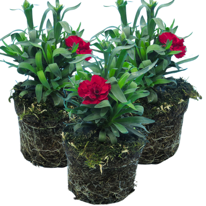 Set of 3 or 6 Large Plants - Dianthus Oscar Dark Red, Outdoor Garden Ready