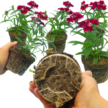 Dianthus Deep Red