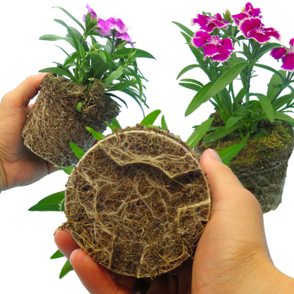 Dianthus Festival Growers selection