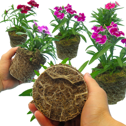 Dianthus Festival Growers selection