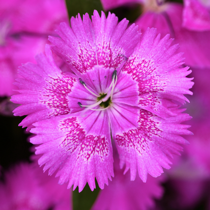 Dianthus Lilac 10.5cm