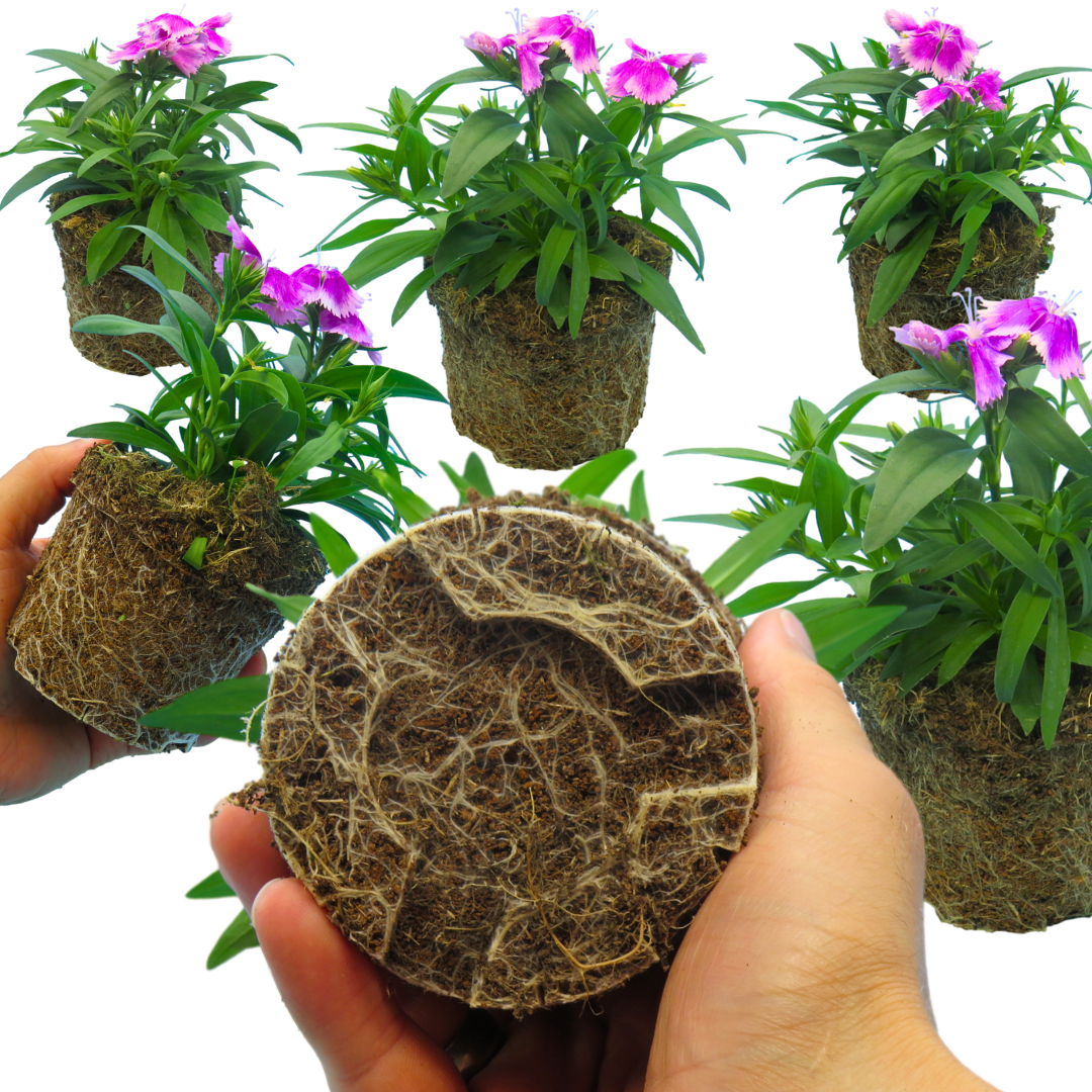 Dianthus Lilac 10.5cm