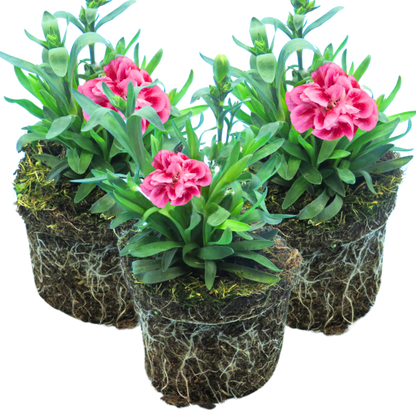 Set of 3 or 6 Large Plants - Dianthus Oscar Pink Purple, Outdoor Garden Ready