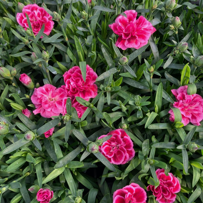 Set of 3 or 6 Large Plants - Dianthus Oscar Purple Wings, Outdoor Garden Ready