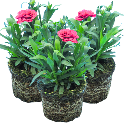 Set of 3 or 6 Large Plants - Dianthus Oscar Purple Wings, Outdoor Garden Ready