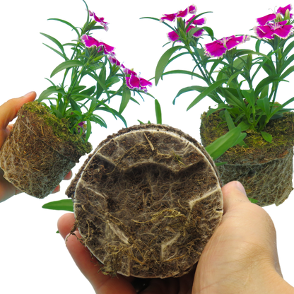 Dianthus Violet Picotee