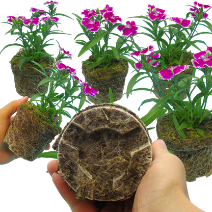 Dianthus Violet Picotee