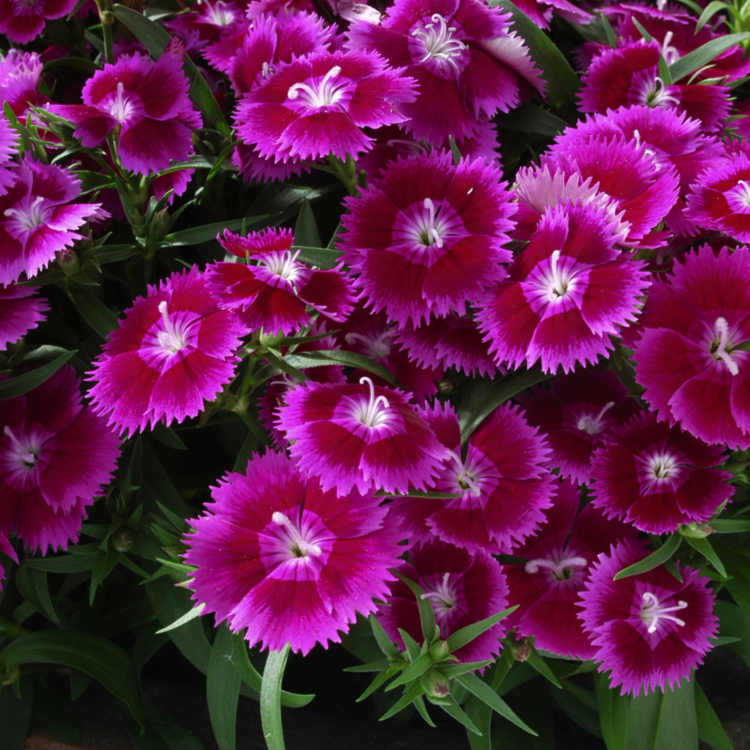 Dianthus Violet