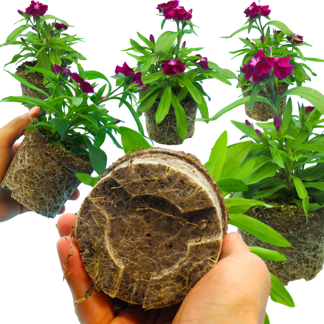 Dianthus Violet
