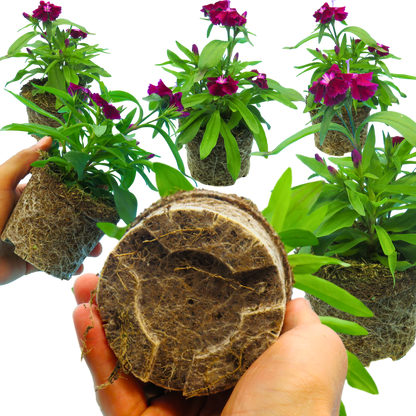 Dianthus Violet