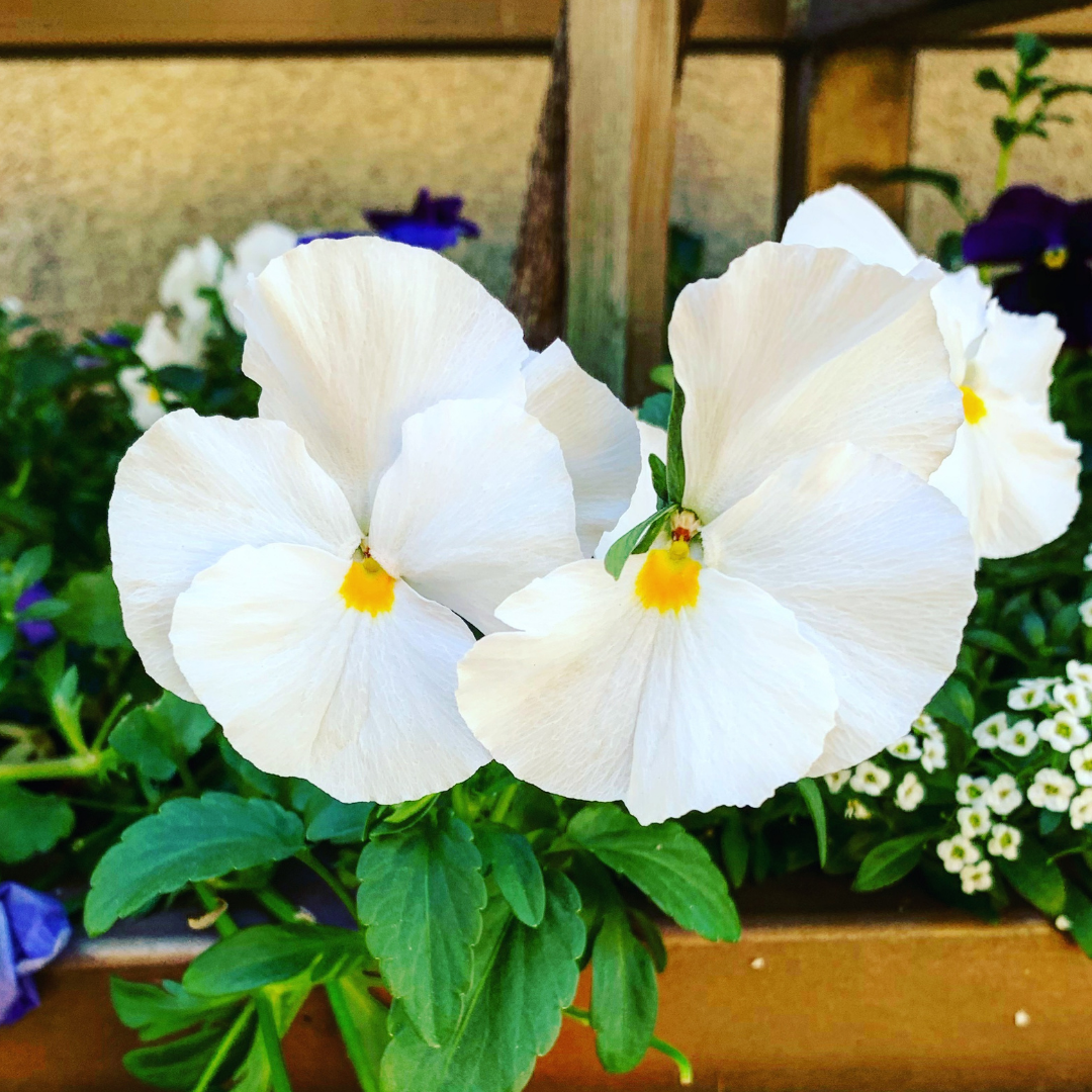 Set of 3 or 6 Large Plants - Dianthus Oscar White, Outdoor Garden Ready