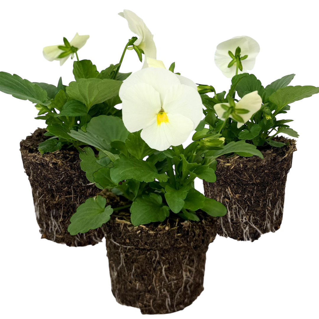 Set of 3 or 6 Large Plants - Dianthus Oscar White, Outdoor Garden Ready