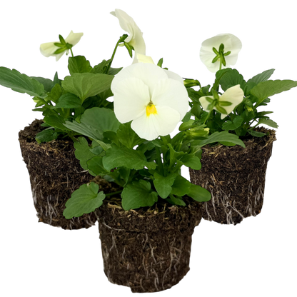 Set of 3 or 6 Large Plants - Dianthus Oscar White, Outdoor Garden Ready