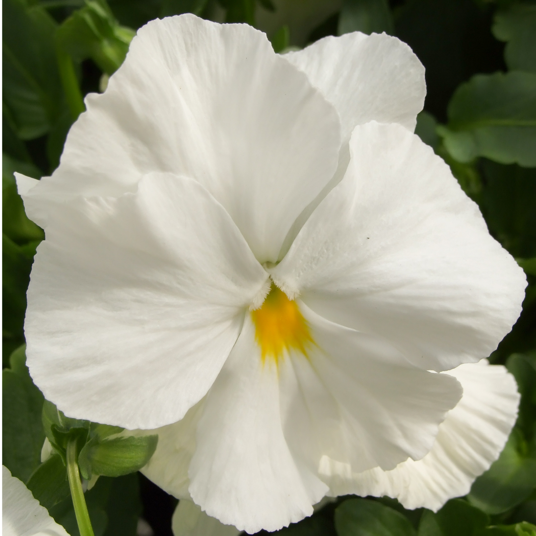 Set of 3 or 6 Large Plants - Dianthus Oscar White, Outdoor Garden Ready