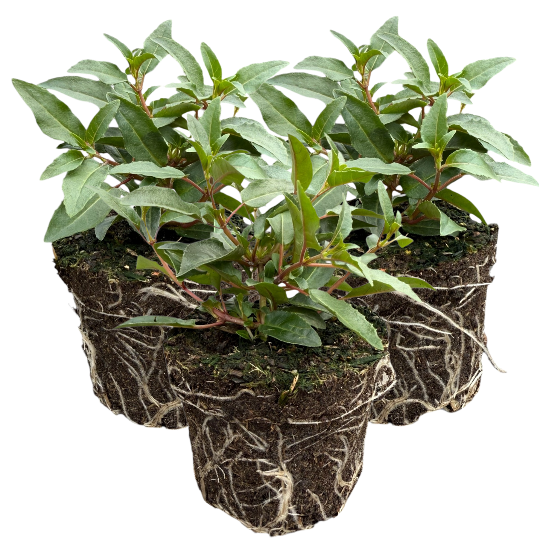 Set of 3 or 6 Large, Outdoor Garden Ready Plants - Fuchsia Bella Evita (Red & White)