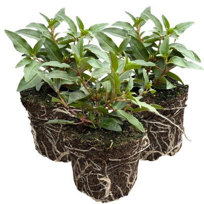 Set of 3 or 6 Large, Outdoor Garden Ready Plants - Fuchsia Bella Evita (Red & White)