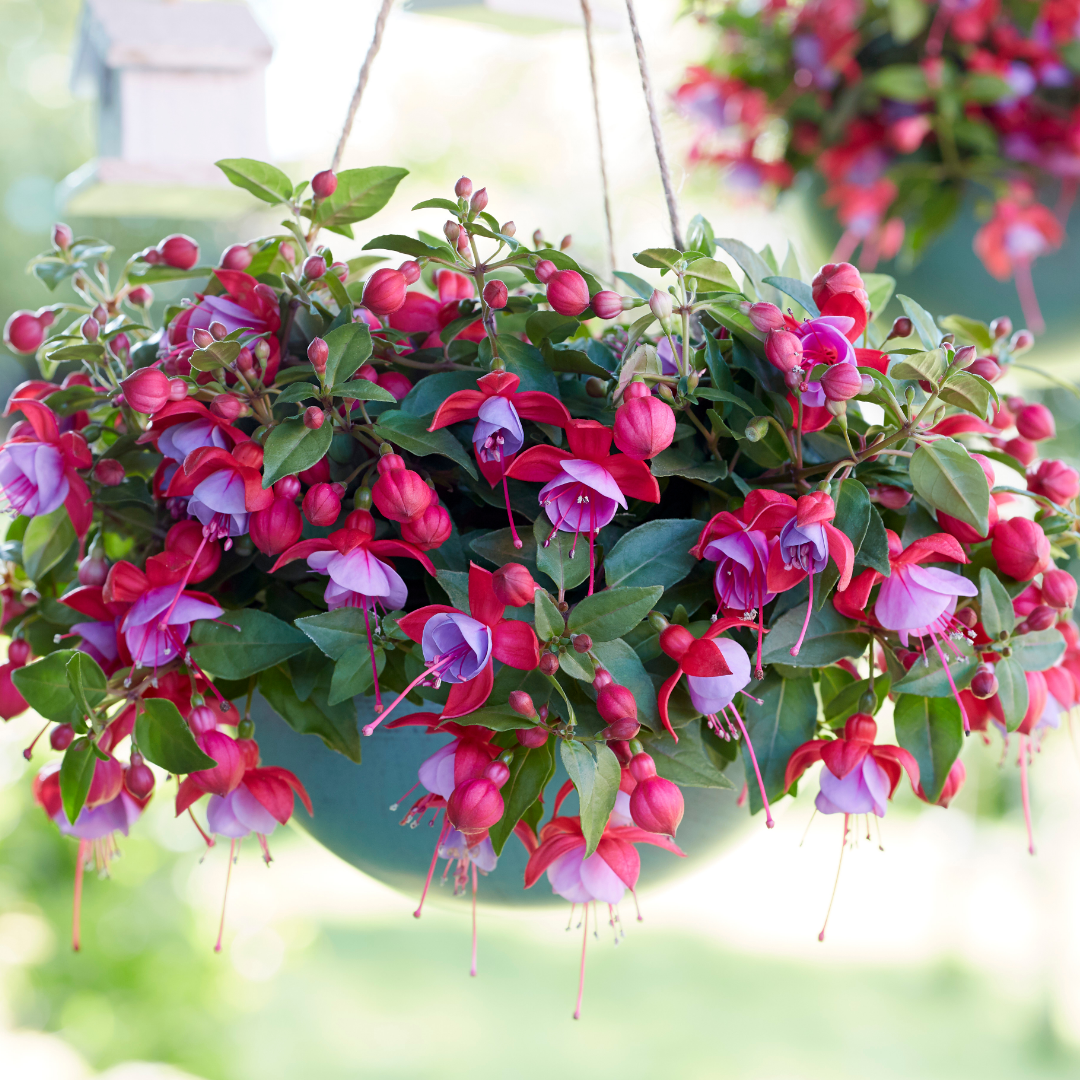 Set of 3 or 6 Large, Outdoor Garden Ready Plants - Fuchsia Bella Lydia (Rose & Violet)