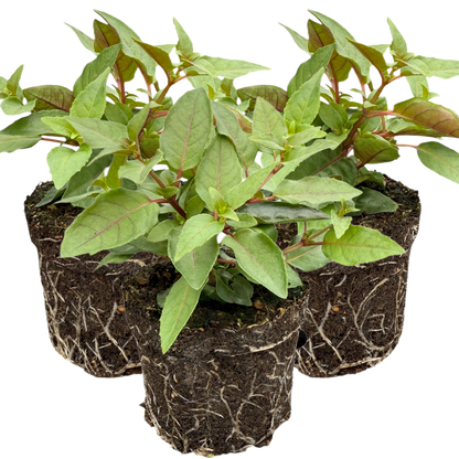 Set of 3 or 6 Large, Outdoor Garden Ready Plants - Fuchsia Bella Lydia (Rose & Violet)