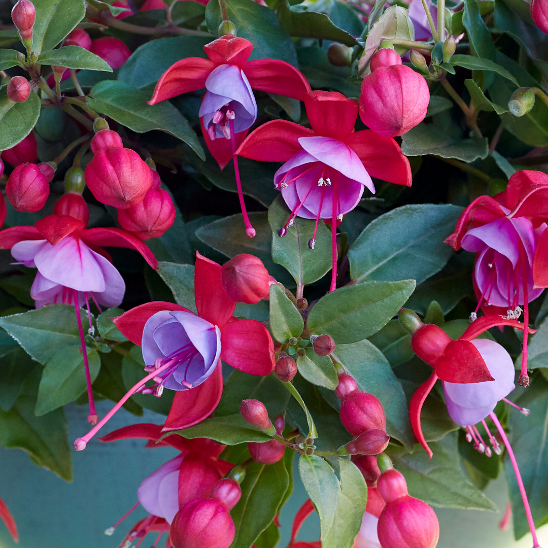 Set of 3 or 6 Large, Outdoor Garden Ready Plants - Fuchsia Bella Lydia (Rose & Violet)