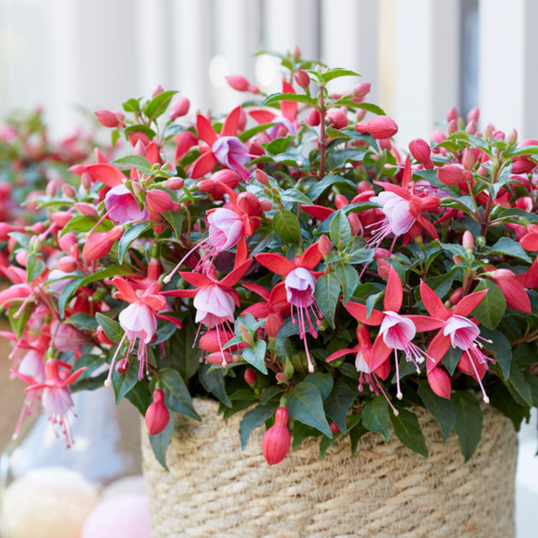 Set of 3 or 6 Large, Garden Ready Plants - Fuchsia Bella Nikita (Rose & Purple)