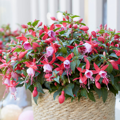 Set of 3 or 6 Large, Garden Ready Plants - Fuchsia Bella Nikita (Rose & Purple)