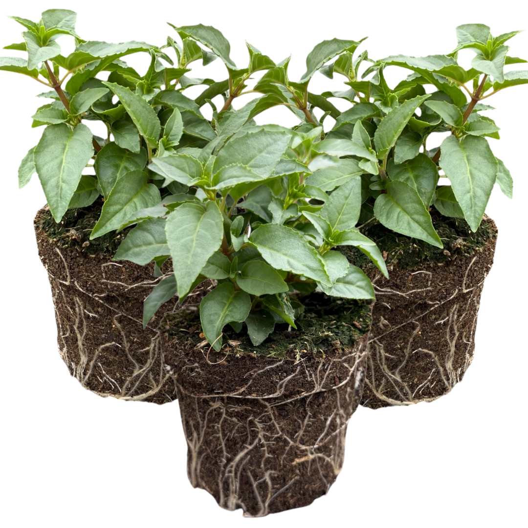 Set of 3 or 6 Large, Garden Ready Plants - Fuchsia Bella Nikita (Rose & Purple)