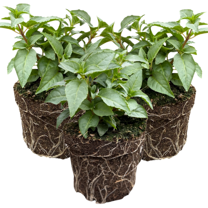 Set of 3 or 6 Large, Garden Ready Plants - Fuchsia Bella Nikita (Rose & Purple)