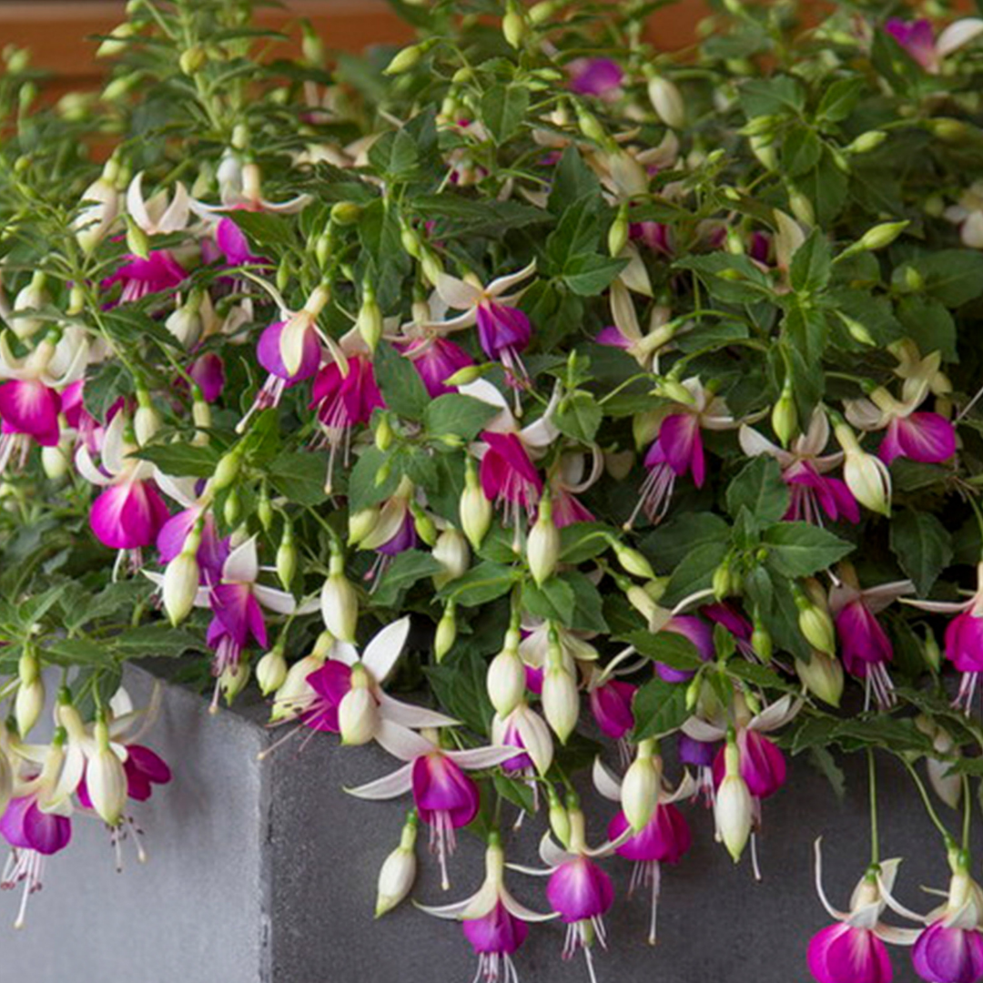 Set of 3 or 6 Large, Outdoor Garden Ready Plants - Fuchsia Bella Nora (White & Violet)