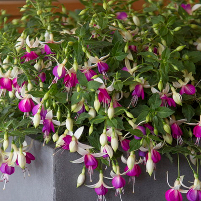 Set of 3 or 6 Large, Outdoor Garden Ready Plants - Fuchsia Bella Nora (White & Violet)