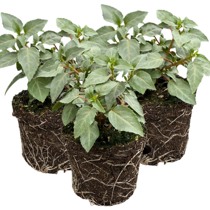 Set of 3 or 6 Large, Outdoor Garden Ready Plants - Fuchsia Bella Nora (White & Violet)