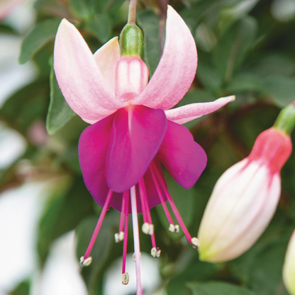 Set of 3 or 6 Large, Outdoor Garden Ready Plants - Fuchsia Bella Olivia (White & Purple)