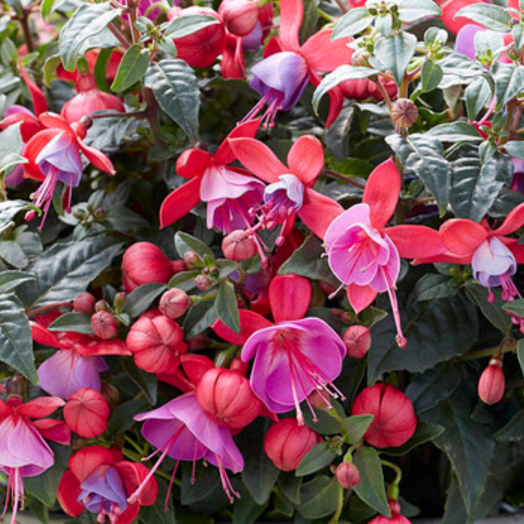 Set of 3 or 6 Large, Outdoor Garden Ready Plants - Fuchsia Bella Susanna (Rose & Violet)