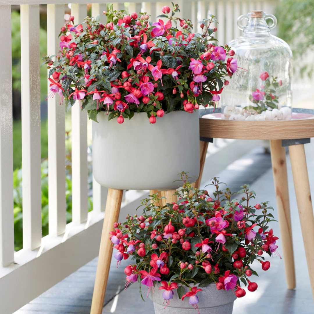 Set of 3 or 6 Large, Outdoor Garden Ready Plants - Fuchsia Bella Susanna (Rose & Violet)