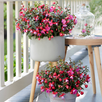 Set of 3 or 6 Large, Outdoor Garden Ready Plants - Fuchsia Bella Susanna (Rose & Violet)