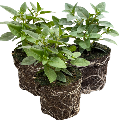 Set of 3 or 6 Large, Outdoor Garden Ready Plants - Fuchsia Bella Susanna (Rose & Violet)