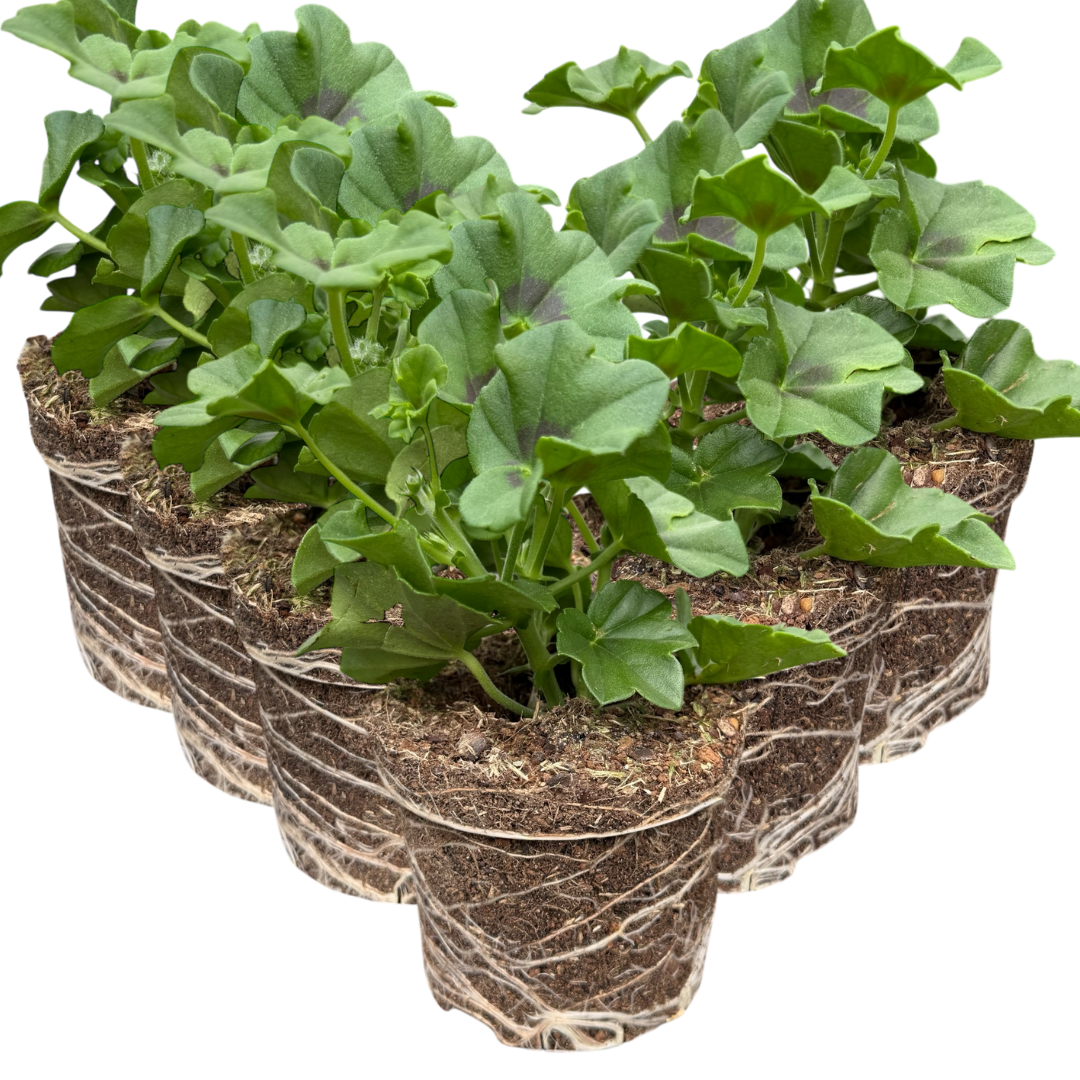 Geranium Trailing Blanche Roche