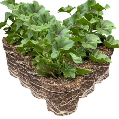 Geranium Trailing Blanche Roche