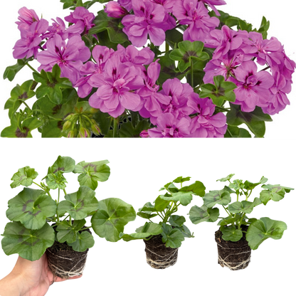 Set of 3 or 6 Large Plants - Geranium Sunflair Amethyst, Ready to Plant in Your Garden
