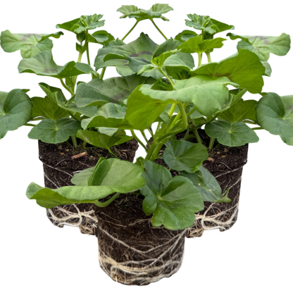 Set of 3 or 6 Large Plants - Geranium Sunflair Amethyst, Ready to Plant in Your Garden