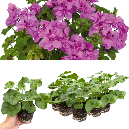 Set of 3 or 6 Large Plants - Geranium Sunflair Amethyst, Ready to Plant in Your Garden