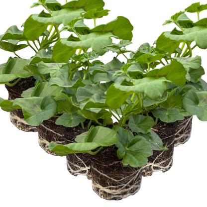 Set of 3 or 6 Large Plants - Geranium Sunflair Amethyst, Ready to Plant in Your Garden