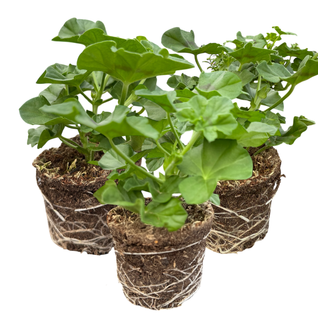 Set 3 or 6 Large Plants - Geranium Sunflair Linda Pink, Ready to Plant in Your Garden